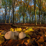 Autumn
